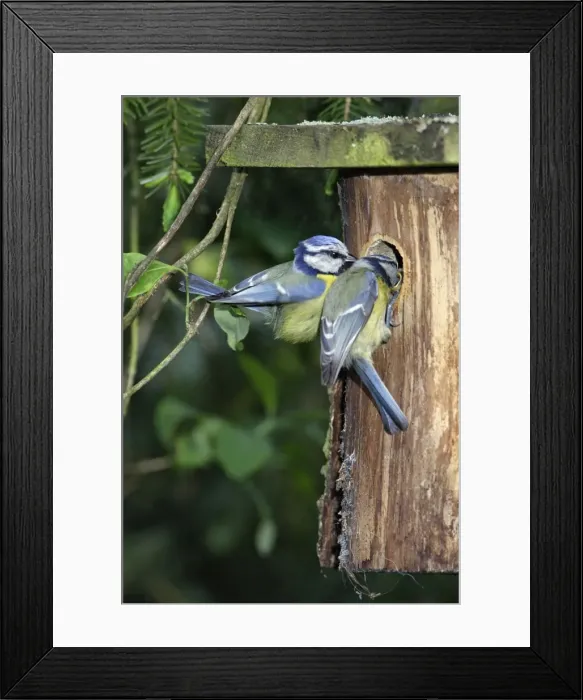 Framed Print : Blue Tit - pair at nest boxentrance, Lower Saxony, Germany Framed Print : Blue Tit - pair at nest boxentrance, Lower Saxony, Germany