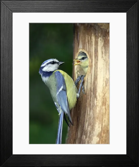 Framed Print : Blue Tit - chick begging for food at nestbox entrance, Lower Saxony, Germany Framed Print : Blue Tit - chick begging for food at nestbox entrance, Lower Saxony, Germany