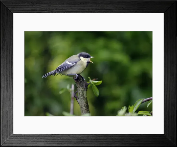 Framed Print : Great Tit - fledgling begging for food, Lower Saxony, Germany Framed Print : Great Tit - fledgling begging for food, Lower Saxony, Germany