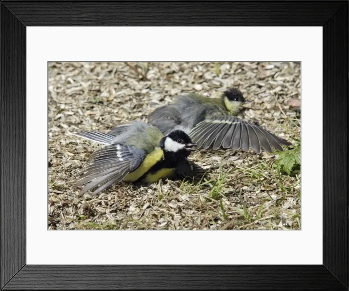Framed Print : Great Tit - two birds sunbathing, Lower Saxony, Germany Framed Print : Great Tit - two birds sunbathing, Lower Saxony, Germany
