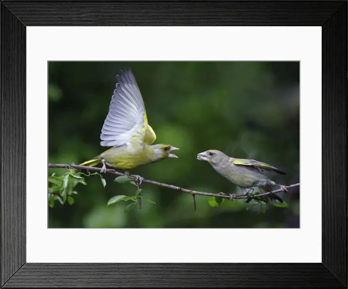 Framed Print : Greenfinch - male begging food from female, courtship behaviour, Lower Saxony, Germany Framed Print : Greenfinch - male begging food from female, courtship behaviour, Lower Saxony, Germany