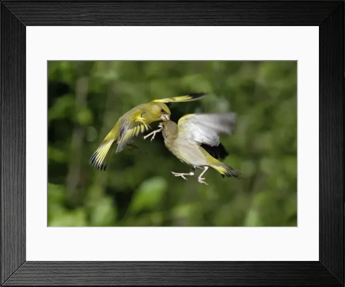 Framed Print : Greenfinch - 2 birds fighting over food in flight, Lower Saxony, Germany Framed Print : Greenfinch - 2 birds fighting over food in flight, Lower Saxony, Germany