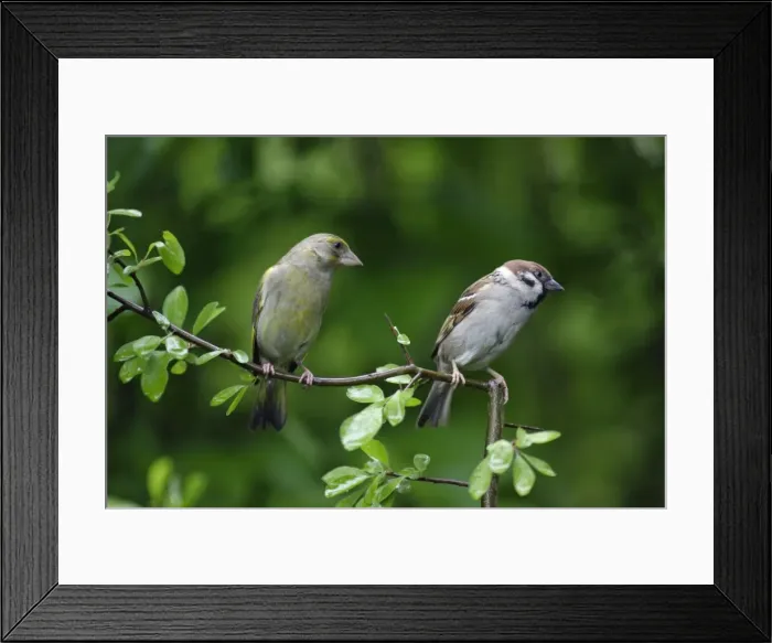 Framed Print : Greenfinch and Tree Sparrow - (Passer montanus), Lower Saxony, Germany Framed Print : Greenfinch and Tree Sparrow - (Passer montanus), Lower Saxony, Germany