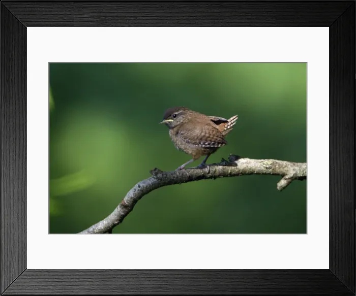 Framed Print : Wren - fledgling on branch, Lower Saxony, Germany Framed Print : Wren - fledgling on branch, Lower Saxony, Germany