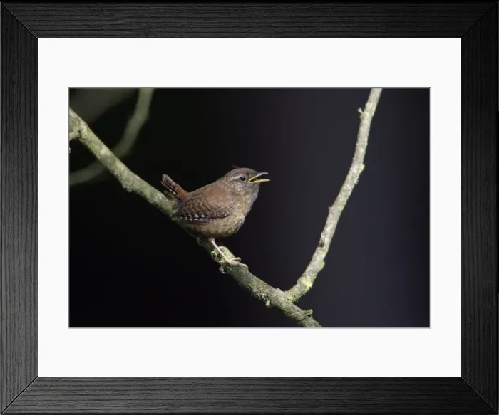 Framed Print : Wren - fledgling on branch calling, Lower Saxony, Germany Framed Print : Wren - fledgling on branch calling, Lower Saxony, Germany