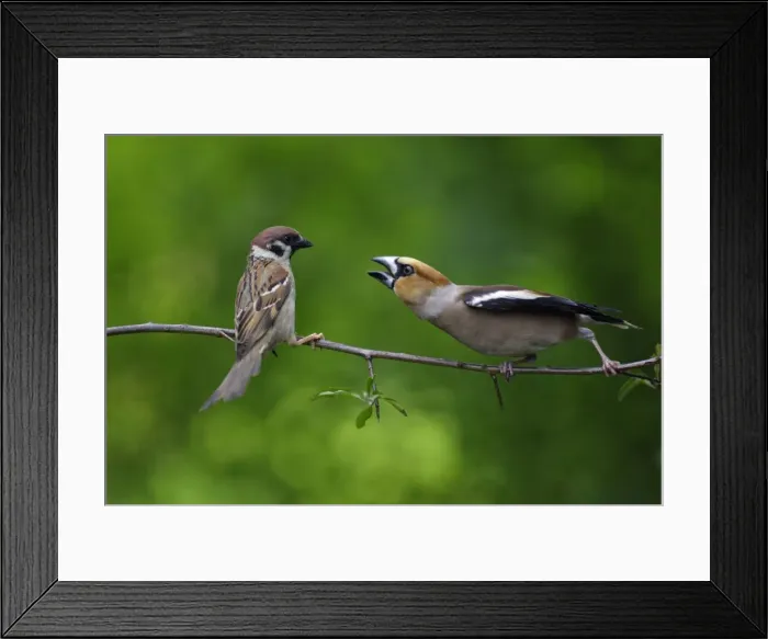 Framed Print : Hawfinch and Tree Sparrow - (Passer montanus), fighting on branch, Lower Saxony, Germany Framed Print : Hawfinch and Tree Sparrow - (Passer montanus), fighting on branch, Lower Saxony, Germany