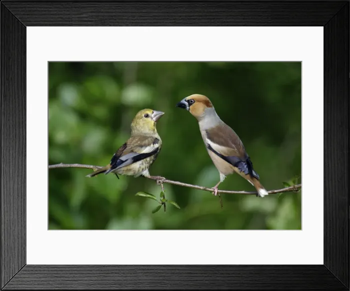 Framed Print : Hawfinch - young bird with adult, Lower Saxony, Germany Framed Print : Hawfinch - young bird with adult, Lower Saxony, Germany