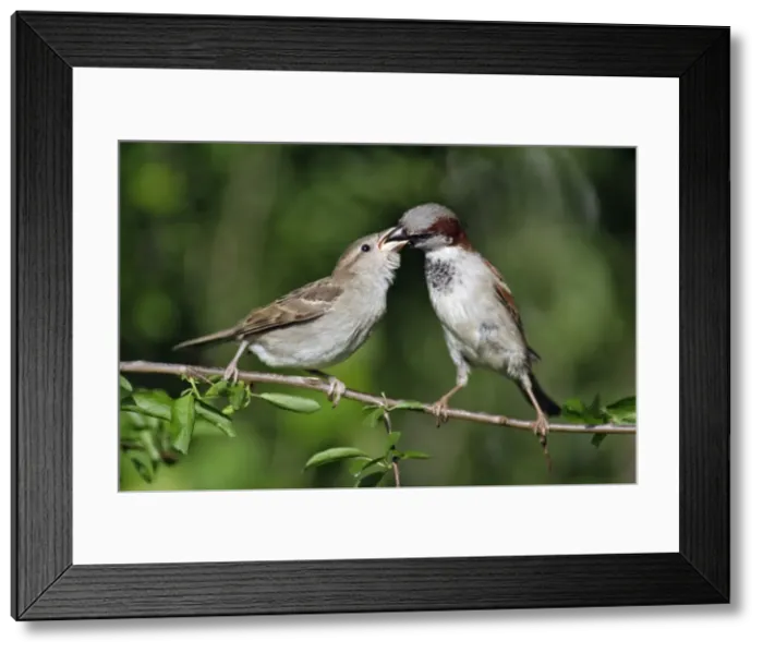 Framed Print : House Sparrow - male feeding fledgling, Lower Saxony, Germany Framed Print : House Sparrow - male feeding fledgling, Lower Saxony, Germany