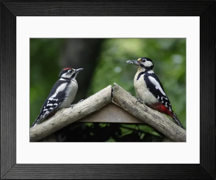 Framed Print : Great Spotted Woodpecker - juvenile with parent bird on bird-table, Lower Saxony, Germany Framed Print : Great Spotted Woodpecker - juvenile with parent bird on bird-table, Lower Saxony, Germany