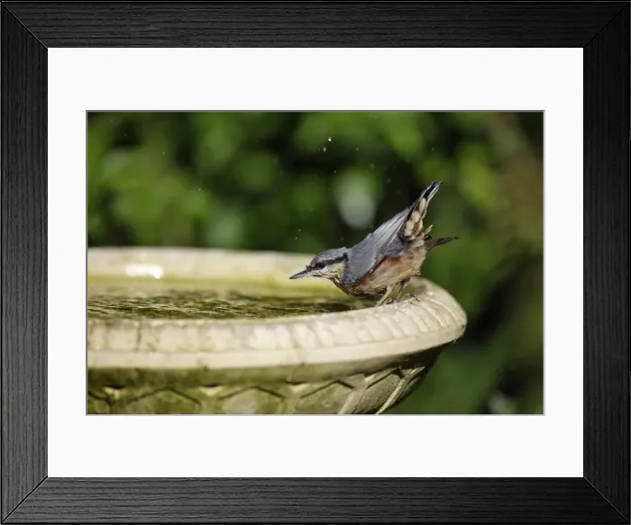 Framed Print : Nuthatch - bathing in bird-bath, Lower Saxony, Germany Framed Print : Nuthatch - bathing in bird-bath, Lower Saxony, Germany