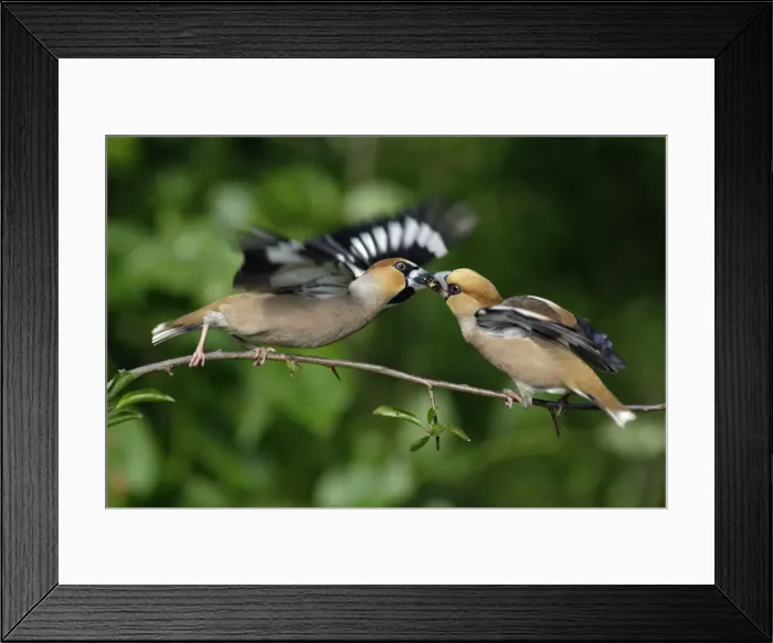 Framed Print : Hawfinch - pair courtship displaying on branch, Lower Saxony, Germany Framed Print : Hawfinch - pair courtship displaying on branch, Lower Saxony, Germany