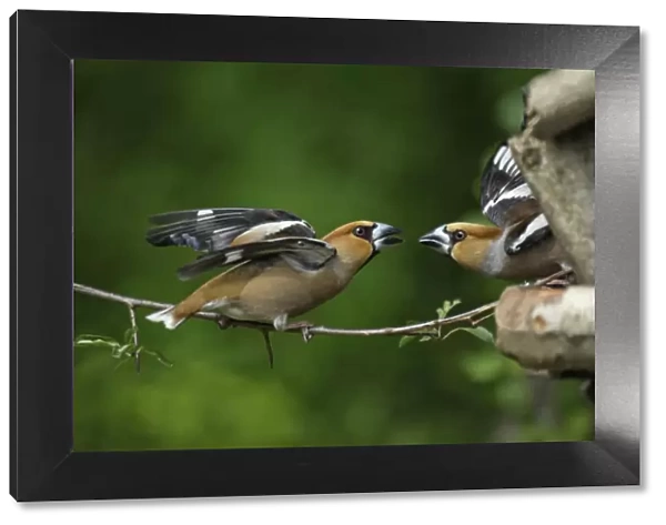 Hawfinch - pair fighting at bird table, Lower Saxony, Germany
