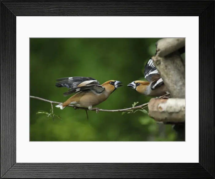 Framed Print : Hawfinch - pair fighting at bird table, Lower Saxony, Germany Framed Print : Hawfinch - pair fighting at bird table, Lower Saxony, Germany