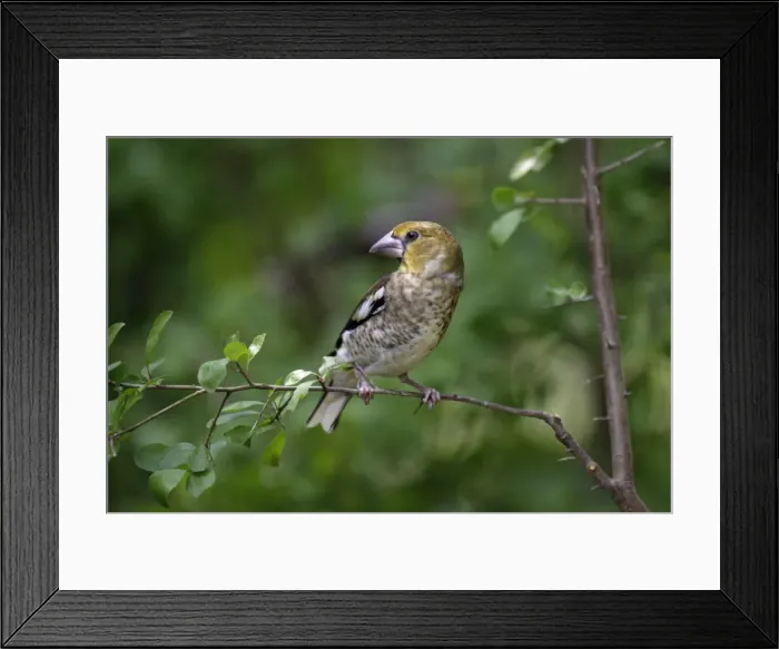 Framed Print : Hawfinch - juvenile sitting on branch, Lower Saxony, Germany
