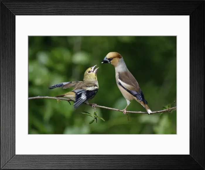 Framed Print : Hawfinch - young bird begging for food from parent, Lower Saxony, Germany Framed Print : Hawfinch - young bird begging for food from parent, Lower Saxony, Germany