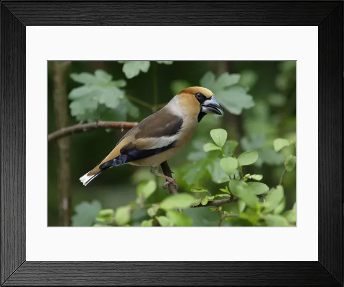 Framed Print : Hawfinch - sitting on branch, Lower Saxony, Germany Framed Print : Hawfinch - sitting on branch, Lower Saxony, Germany