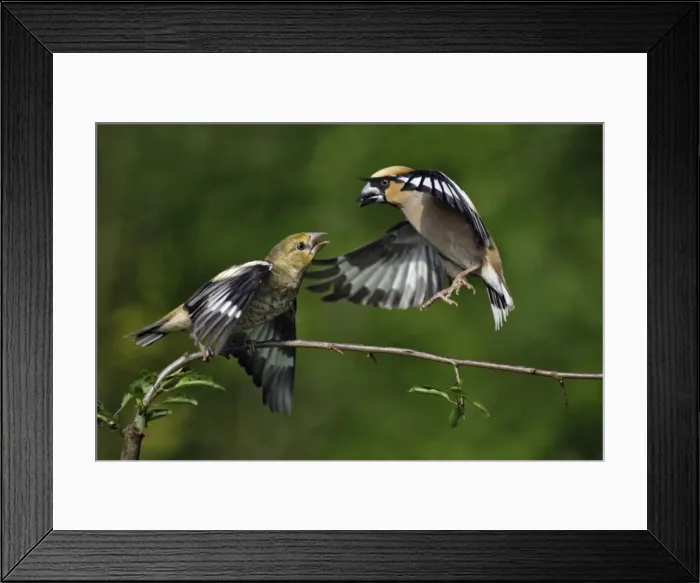 Framed Print : Hawfinch - adult about to feed juvenile, Lower Saxony, Germany Framed Print : Hawfinch - adult about to feed juvenile, Lower Saxony, Germany