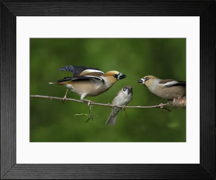 Framed Print : Hawfinch and Tree Sparrow - (Passer montanus), fighting on branch, Lower Saxony, Germany Framed Print : Hawfinch and Tree Sparrow - (Passer montanus), fighting on branch, Lower Saxony, Germany