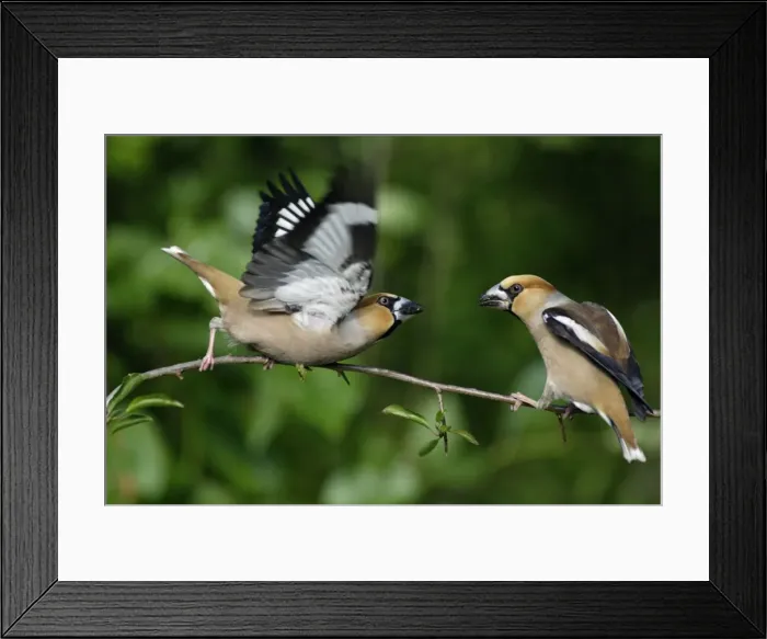 Framed Print : Hawfinch - pair courtship displaying on branch, Lower Saxony, Germany Framed Print : Hawfinch - pair courtship displaying on branch, Lower Saxony, Germany