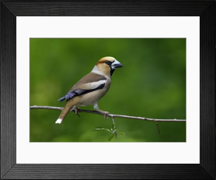 Framed Print : Hawfinch - sitting on branch, Lower Saxony, Germany Framed Print : Hawfinch - sitting on branch, Lower Saxony, Germany