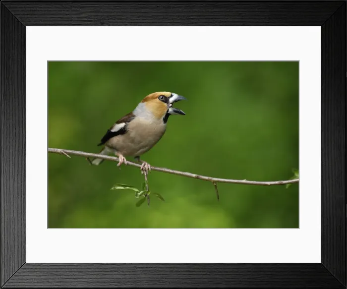 Framed Print : Hawfinch - cracking seed with its bill, Lower Saxony, Germany