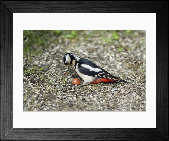 Framed Print : Great Spotted Woodpecker - picking up hasel nut from ground, Lower Saxony, Germany Framed Print : Great Spotted Woodpecker - picking up hasel nut from ground, Lower Saxony, Germany