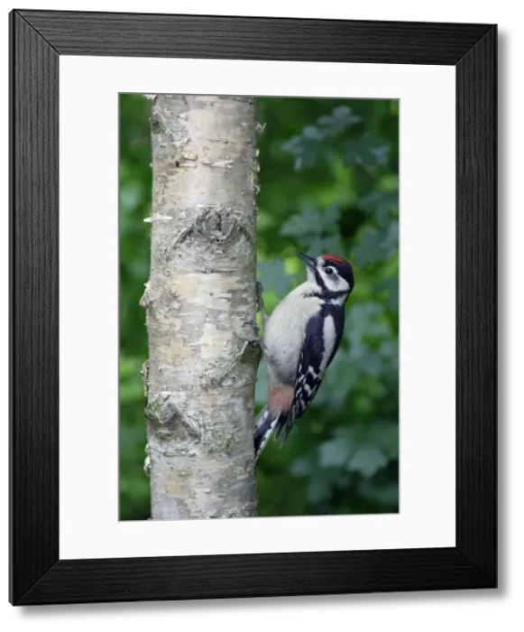 Framed Print : Great Spotted Woodpecker - juvenile on birch stem, Lower Saxony, Germany Framed Print : Great Spotted Woodpecker - juvenile on birch stem, Lower Saxony, Germany