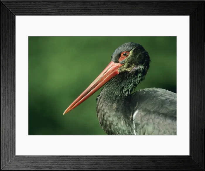 Framed Print : Black Stork - Portrait showing iridescent plumage, Hessen, Germany Framed Print : Black Stork - Portrait showing iridescent plumage, Hessen, Germany