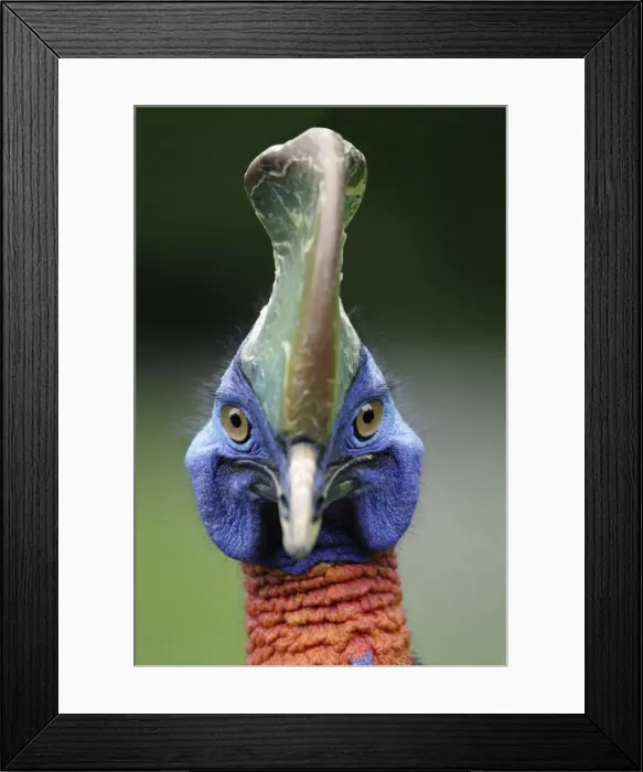 Framed Print : Single Wattled Cassowary - portrait, Lower Saxony, Germany Framed Print : Single Wattled Cassowary - portrait, Lower Saxony, Germany