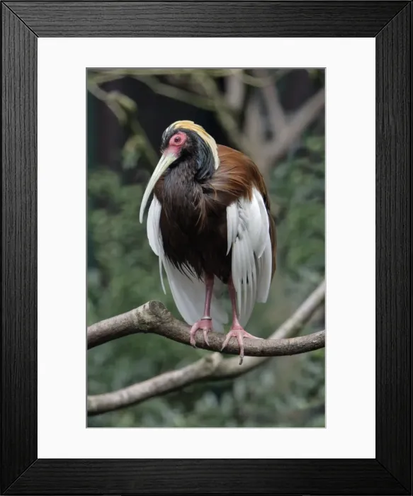 Framed Print : Madagascar Crested Ibis - perched on branch, Lower Saxony, Germany Framed Print : Madagascar Crested Ibis - perched on branch, Lower Saxony, Germany