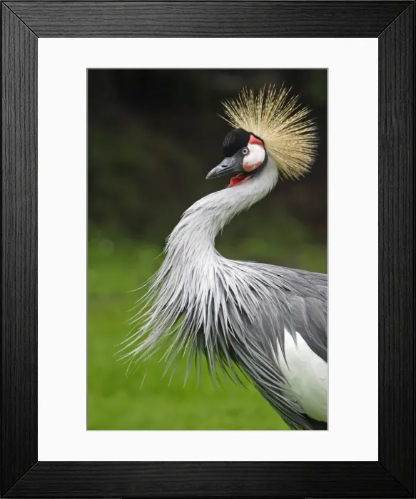 Framed Print : Grey Crowned Crane - Portrait, Lower Saxony, Germnay Framed Print : Grey Crowned Crane - Portrait, Lower Saxony, Germnay