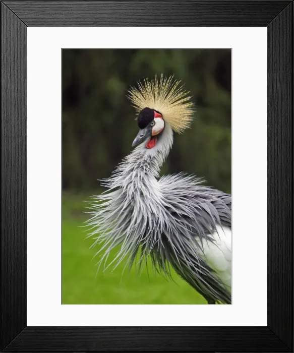 Framed Print : Grey Crowned Crane - bird displaying plumage, Lower Saxony, Germnay Framed Print : Grey Crowned Crane - bird displaying plumage, Lower Saxony, Germnay