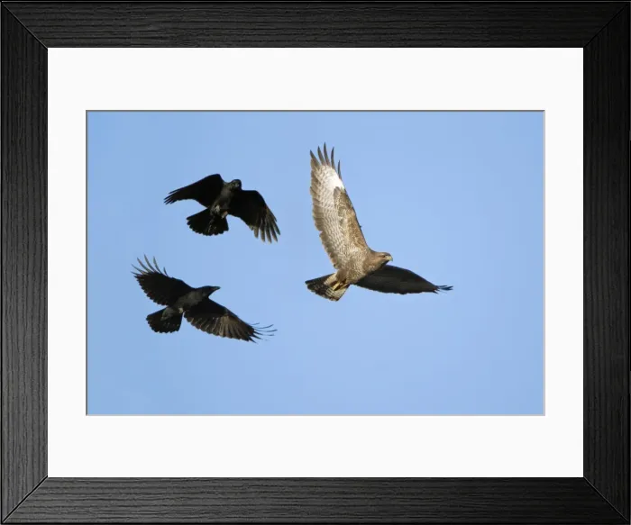 Framed Print : Carrion Crows mobbing Buzzard (Buteo buteo) - aerial attack, Lower Saxony, Germany Framed Print : Carrion Crows mobbing Buzzard (Buteo buteo) - aerial attack, Lower Saxony, Germany
