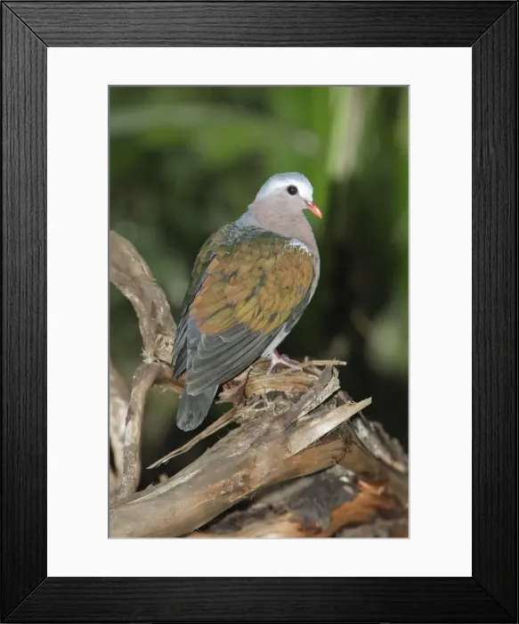 Framed Print : Emerald Dove - sitting on tree stump, Lower Saxony, Germany Framed Print : Emerald Dove - sitting on tree stump, Lower Saxony, Germany