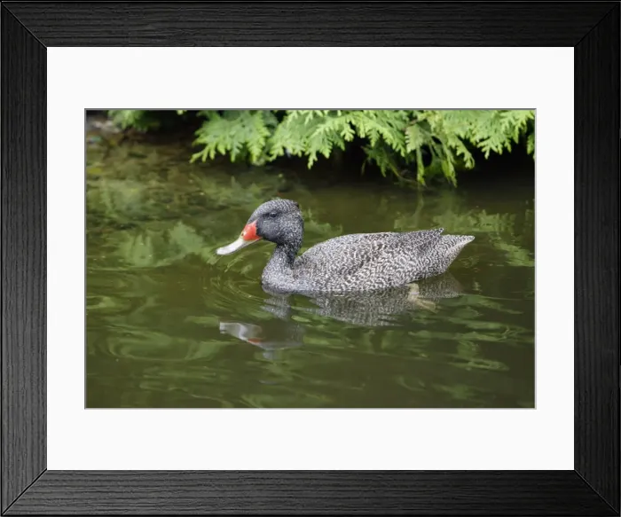 Framed Print : Freckled Duck - swimming on lake, Lower Saxony, Germany Framed Print : Freckled Duck - swimming on lake, Lower Saxony, Germany