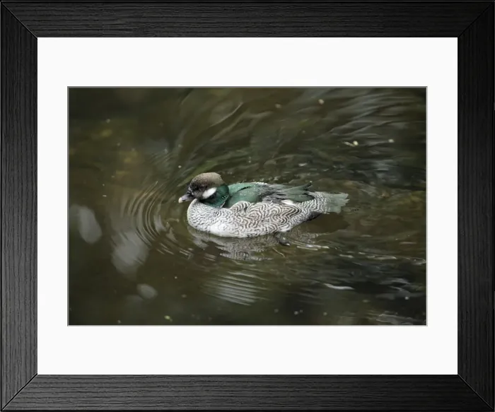 Framed Print : Green Pygmy-goose - male swimming on lake, Lower Saxony, Germany Framed Print : Green Pygmy-goose - male swimming on lake, Lower Saxony, Germany