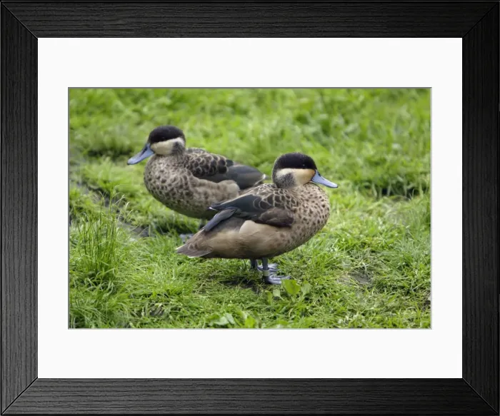 Framed Print : Hottentot Teal - 2 ducks resting, Lower Saxony, Germany Framed Print : Hottentot Teal - 2 ducks resting, Lower Saxony, Germany