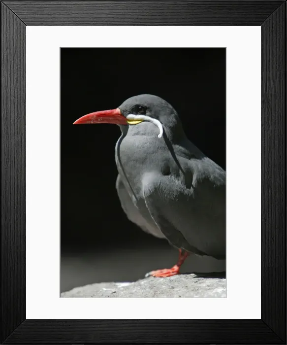 Framed Print : Inca Tern - Portrait, Emmen, Holland Framed Print : Inca Tern - Portrait, Emmen, Holland