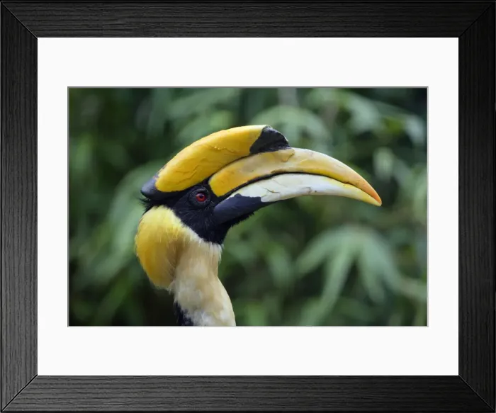 Framed Print : Great Indian Hornbill - Portrait, Lower Saxony, Germany Framed Print : Great Indian Hornbill - Portrait, Lower Saxony, Germany