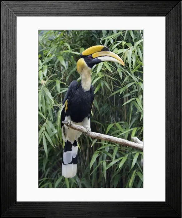 Framed Print : Great Indian Hornbill - sitting on branch, Lower Saxony, Germany Framed Print : Great Indian Hornbill - sitting on branch, Lower Saxony, Germany