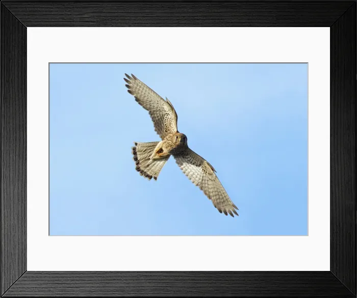 Framed Print : European Kestrel - male in flight, Hessen, Germany Framed Print : European Kestrel - male in flight, Hessen, Germany