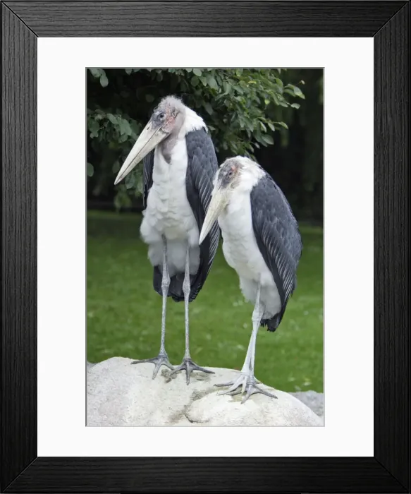 Framed Print : Marabou Stork - 2 birds resting on boulder, Lower Saxony, Germany Framed Print : Marabou Stork - 2 birds resting on boulder, Lower Saxony, Germany