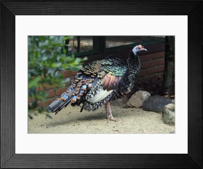 Framed Print : Oscellated Turkey - showing iridescent plumage, Lower Saxony, Germany Framed Print : Oscellated Turkey - showing iridescent plumage, Lower Saxony, Germany