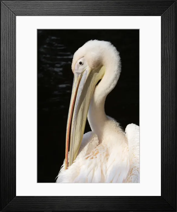 Framed Print : White Pelican - bird preening itself, Emmen, Holland
