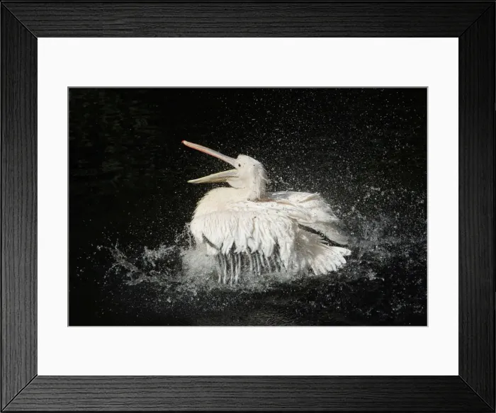 Framed Print : White Pelican - bird bathing in lake, Emmen, Holland Framed Print : White Pelican - bird bathing in lake, Emmen, Holland