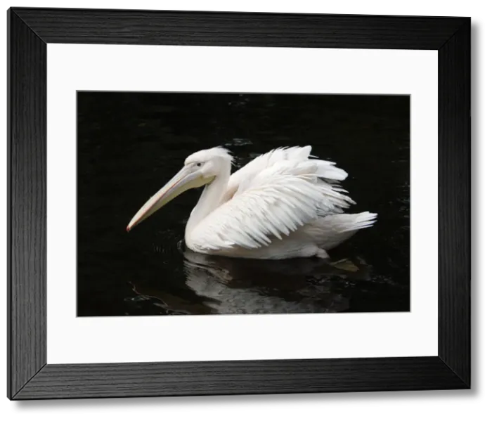 Framed Print : White Pelican - bird displaying its plumage on lake, Emmen, Holland Framed Print : White Pelican - bird displaying its plumage on lake, Emmen, Holland
