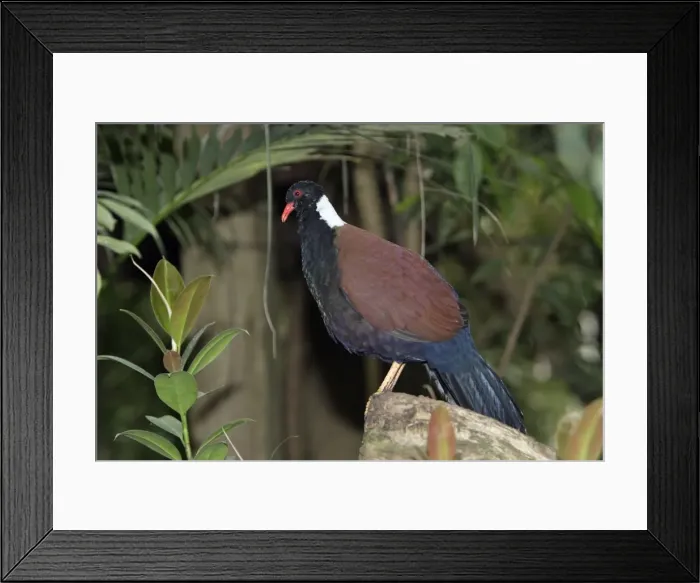 Framed Print : White-naped Pheasant Pigeon - male bird crooning, Lower Saxony, Germany Framed Print : White-naped Pheasant Pigeon - male bird crooning, Lower Saxony, Germany