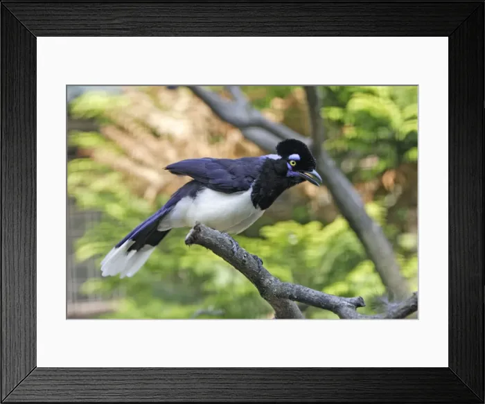 Framed Print : Plush Crested Jay - calling with crest raised, Lower Saxony, Germany Framed Print : Plush Crested Jay - calling with crest raised, Lower Saxony, Germany
