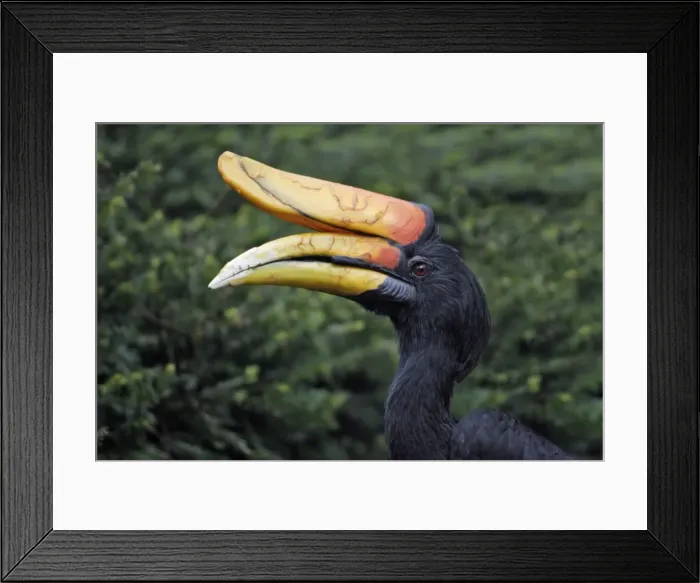 Framed Print : Rhinoceros Hornbill - portrait, Lower Saxony, Germany