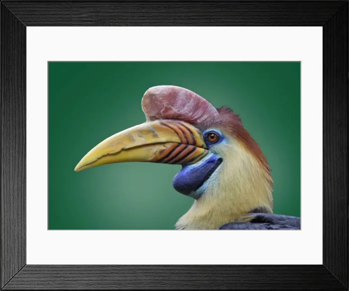 Framed Print : Sulawesi Wrinkled Hornbill - portrait, Lower Saxony, Germany Framed Print : Sulawesi Wrinkled Hornbill - portrait, Lower Saxony, Germany